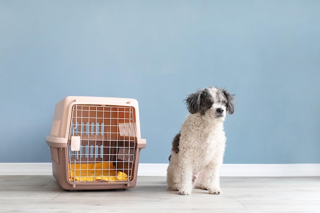 Cute bichon frise dog sitting by travel pet carrier blue wall background