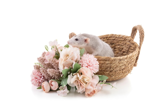 Cute bicolor rat in a basket on white background