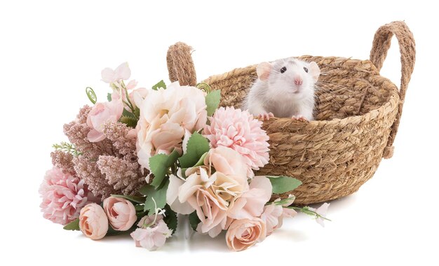 Cute bicolor rat in a basket