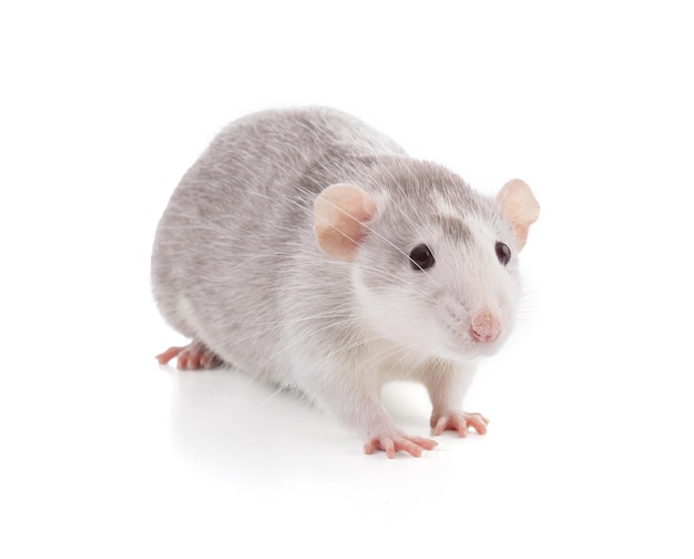 Cute bicolor rat on white background