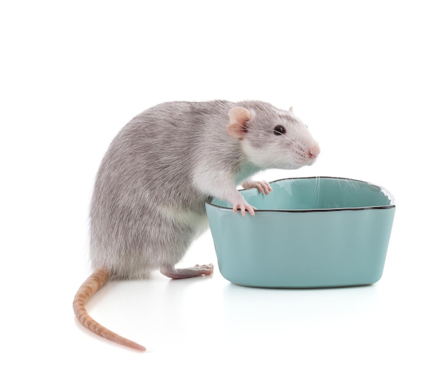 Cute bicolor rat with a blue bowl on white background