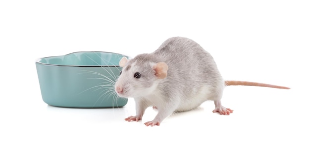 Cute bicolor rat with a blue bowl