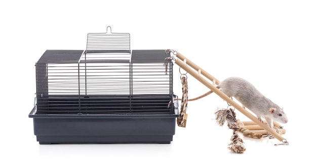 Cute bicolor rat with a cage on white background