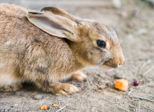 Cute big red easter rabbit eating carrot outside