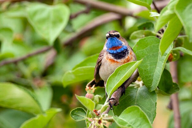 Photo cute bird, bluethroat male sitting on branch with blurred background, luscinia svecica..