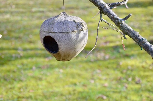 Foto nido sveglio dell'uccello fatto dalla conchiglia di noce di cocco che appende sul ramo di albero in giardino.