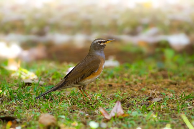 Cute birds in nature, Gray-sided Thrush: Turdus feae