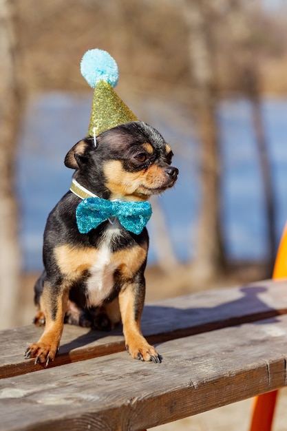 自然な背景にかわいい誕生日チワワ。誕生日の帽子をかぶったチワワ犬。誕生日、犬