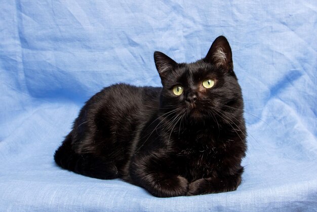 Cute black cat on blue background closeup portrait