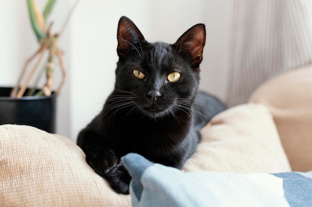 Cute black cat laying on couch