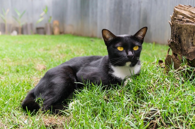 Cute black cat lying on green grass lawn