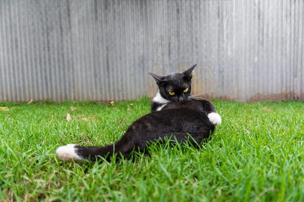 Cute black cat lying on green grass lawn