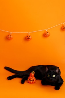 Simpatico gatto nero su sfondo arancione con zucche spettrali di halloween. decorazioni di halloween