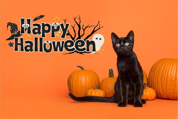 Cute black cat on orange background with spooky halloween pumpkins halloween decor