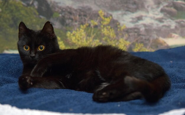 Cute black cat with yellow eyes close up