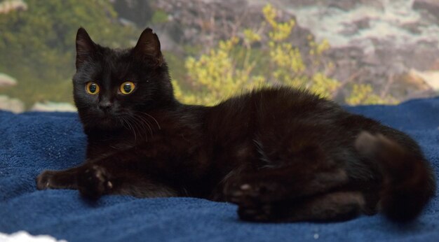 Cute black cat with yellow eyes close up