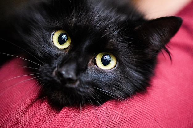 Cute black cat