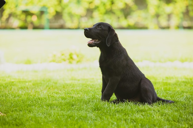 귀여운 검은 색 래브라도 강아지는 여름 도시 공원 복사 공간에서 주인이 오기를 기다리고 있는 녹색 잔디밭에 앉아 있습니다.