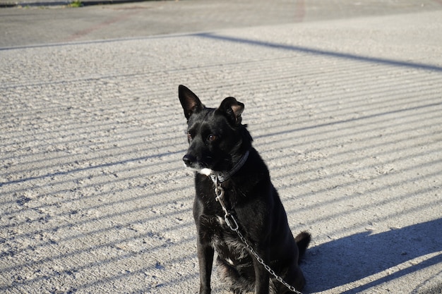 Cute Black dog in chain