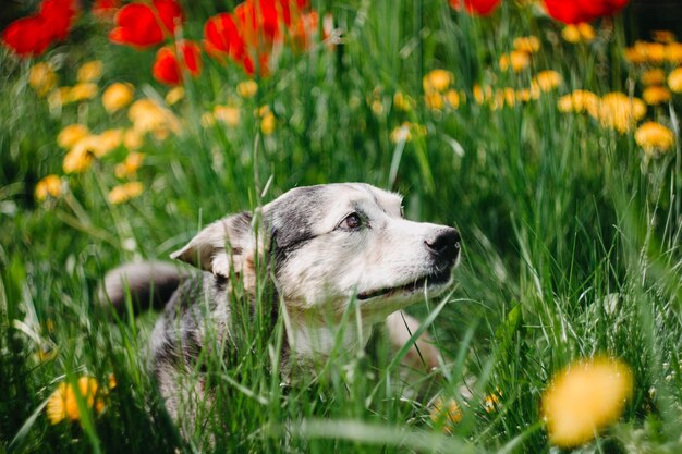 黄色い花と咲く牧草地を散歩するためのかわいい黒犬