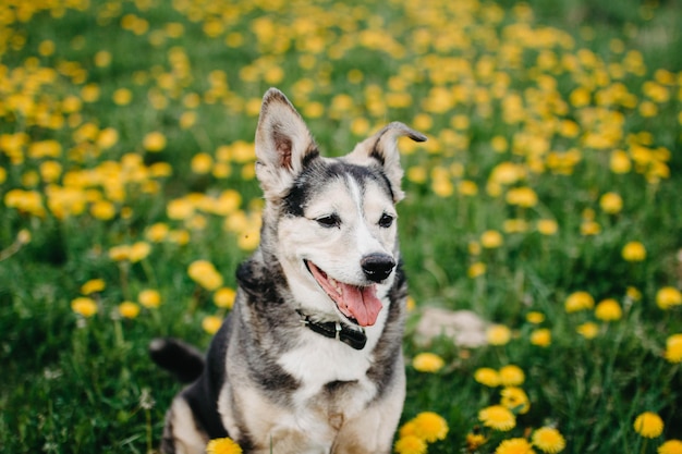 cute black dog for a walk in a blooming meadow with yellow flowers