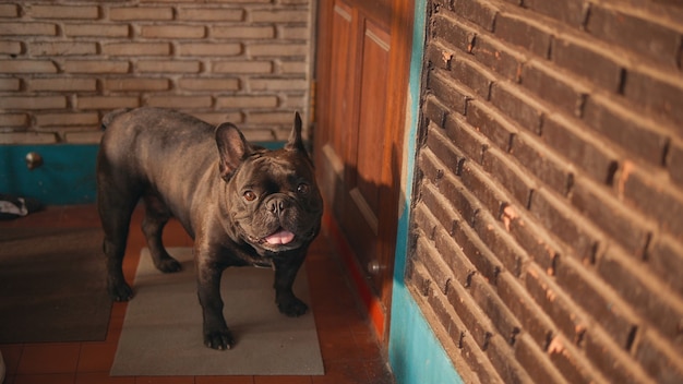 Bulldog francese nero sveglio davanti alla porta.