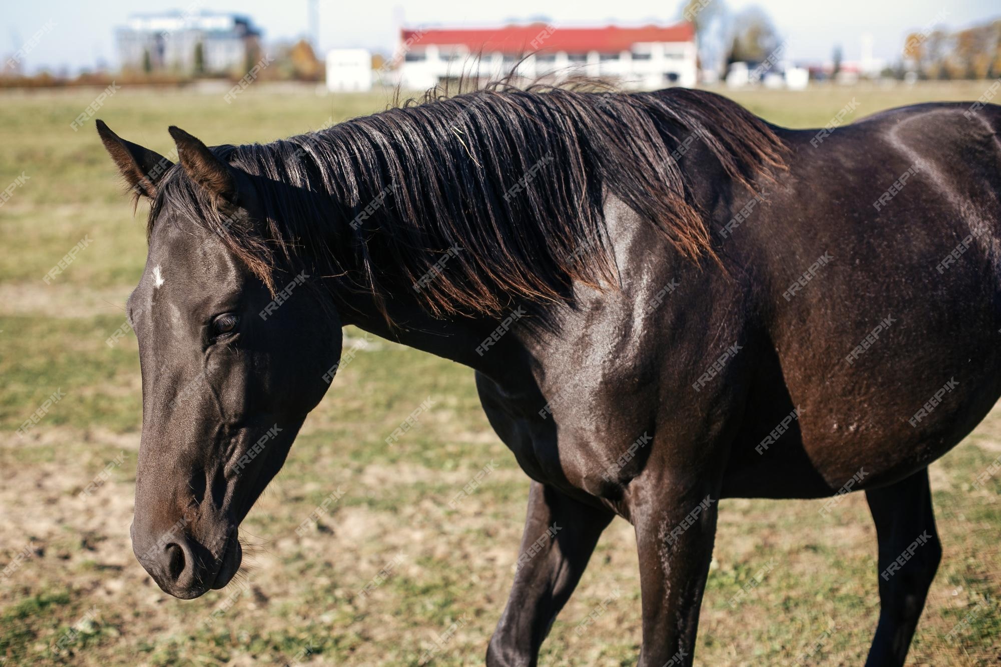 Premium Photo | Cute black horse standing behind fence on background of hippodrome portrait of beautiful horse in farm face closeup adoption from animal shelter concept Premium Photo | Cute black horse standing behind fence on background of hippodrome portrait of beautiful horse in farm face closeup adoption from animal shelter concept