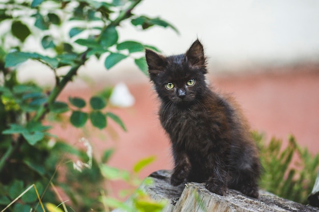 Милый черный котенок гуляет на зеленом лугу. Маленький котенок сидит на поле с цветами.