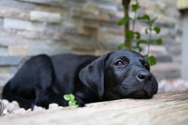 裏庭のポーチに外に横たわっているかわいい黒いラブラドール子犬