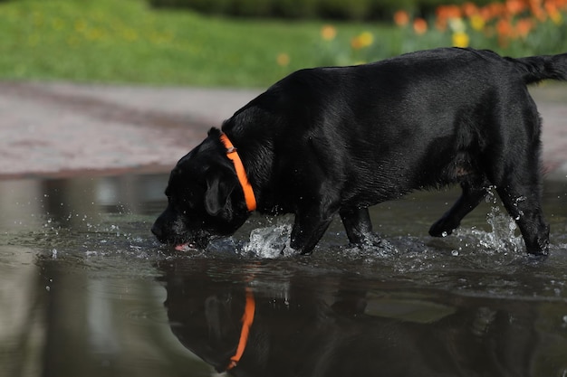 Cute black labrador retriever playing in puddle in the park