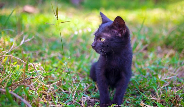 귀여운 검정 토종 태국 새끼 고양이가 햇빛 아침에 공원 야외 풀밭을 걷고 있습니다.
