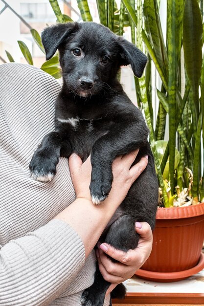 写真 女性の腕の中の可愛い黒いペットの子犬