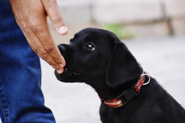 Foto un carino cucciolo nero.