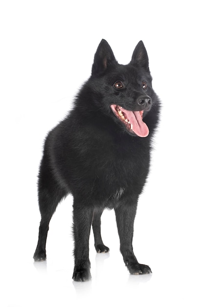 Cute black purebred Schipperke dog