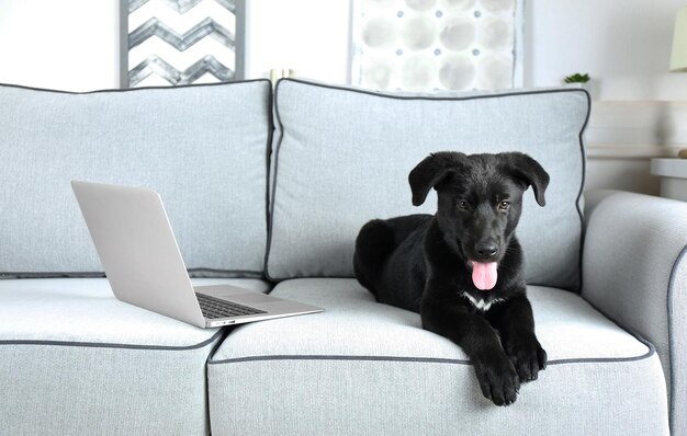 Cute black retriever on white sofa close up