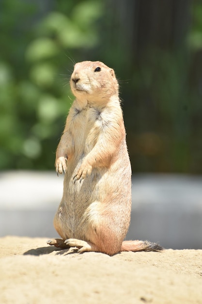 Cute Black Tailed Prairie Dog with Black Eyes