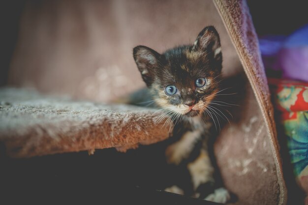 Photo cute black thai kitten sitting and looking at the camera on the cat bed.