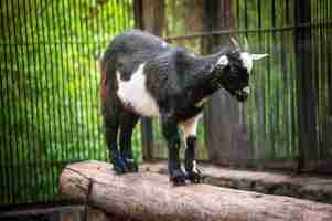 Photo cute black and white baby goat at zoo