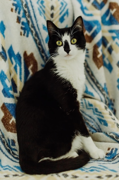 Cute black and white cat on the background of a Christmas plaid