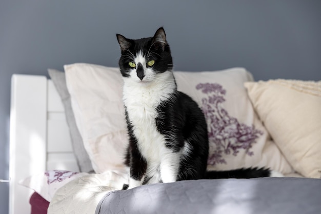 A cute black and white cat is sitting on the bed near the pillows.