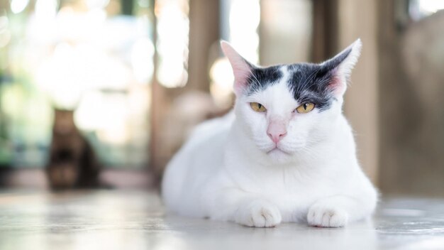 部屋に横たわっているかわいい白黒猫