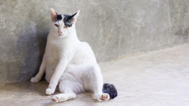 Cute black and white cat