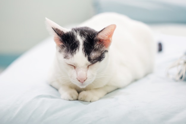 Cute black and white cat.