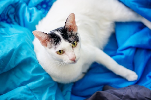 Cute black and white cat.