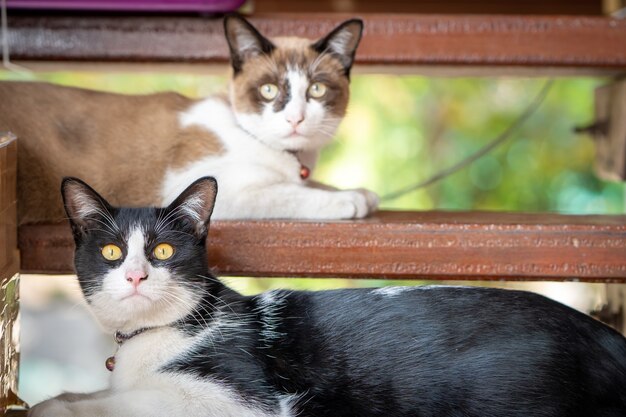 Cute black and white color cat lying at wooden stairs.