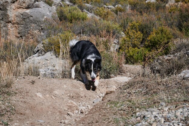 A cute black and white dog in the mountains of Los Cahorros hike in Grenada Spain