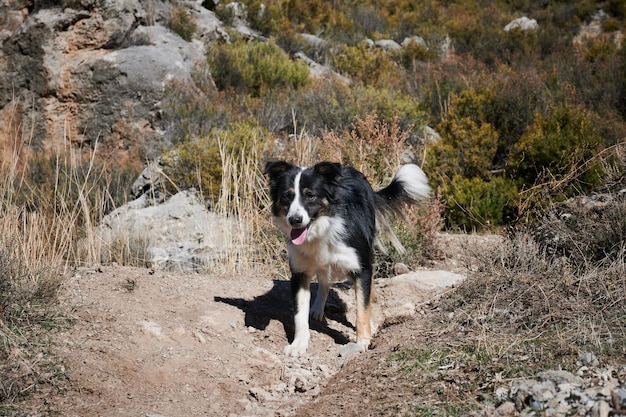 A cute black and white dog in the mountains of Los Cahorros hike in Grenada Spain