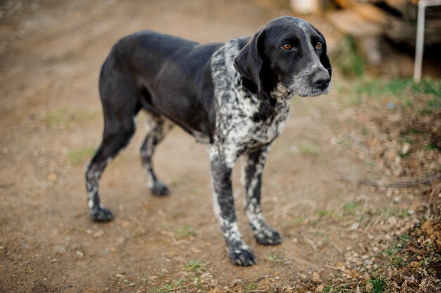 Cute black and white homeless dog standing on the ground