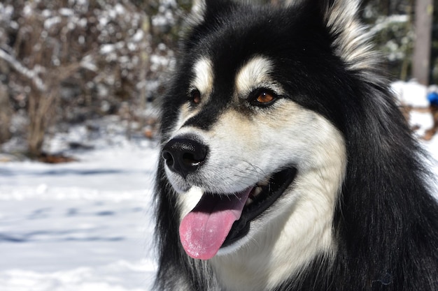 Photo cute black and white husky dog with a pink tongue sticking out.