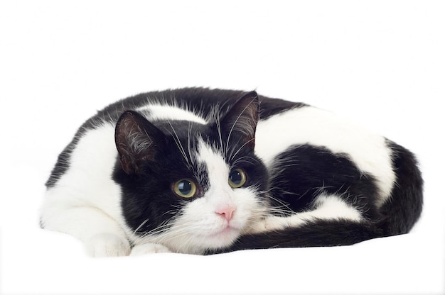 Cute black and white kitten isolated on white